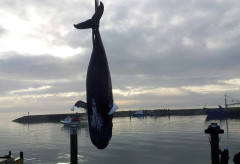 bultrug johannes.jpg